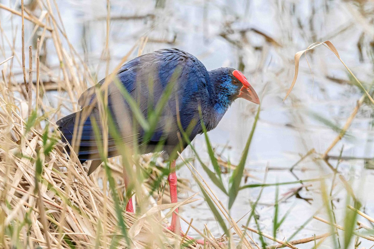 Western Swamphen - ML613139480