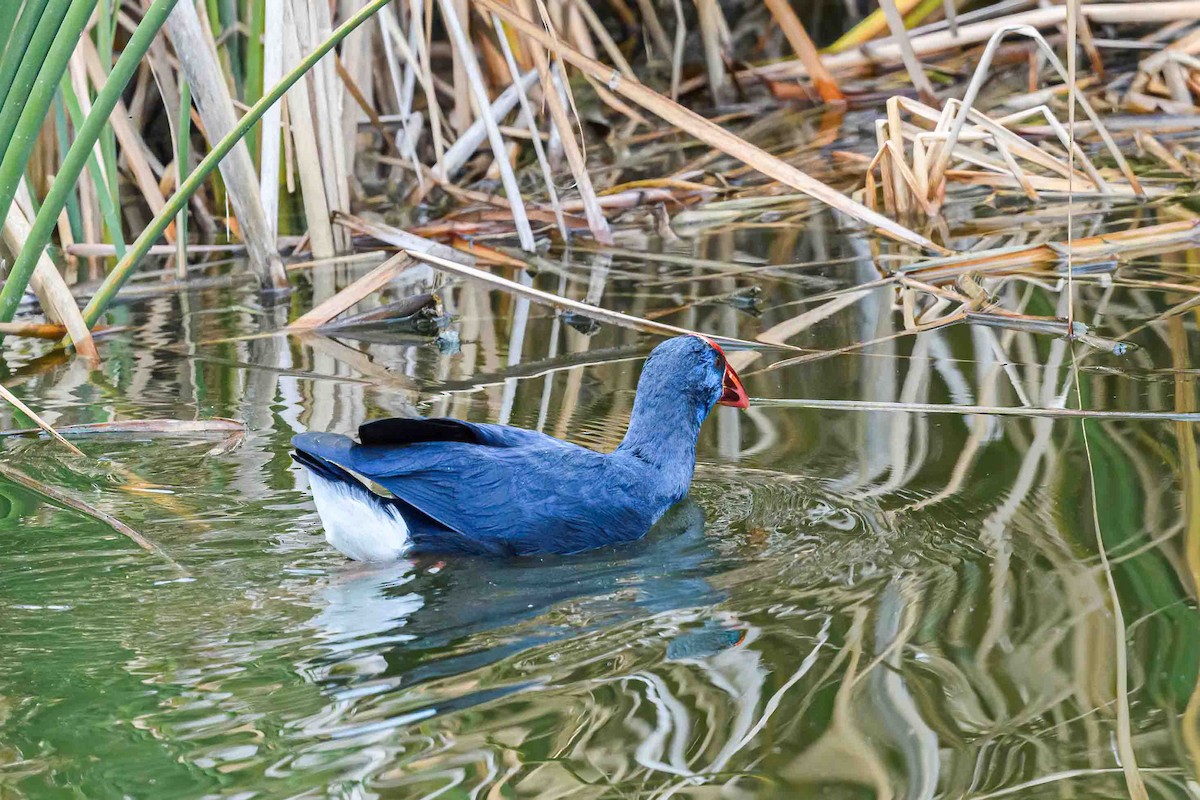 Western Swamphen - ML613139486