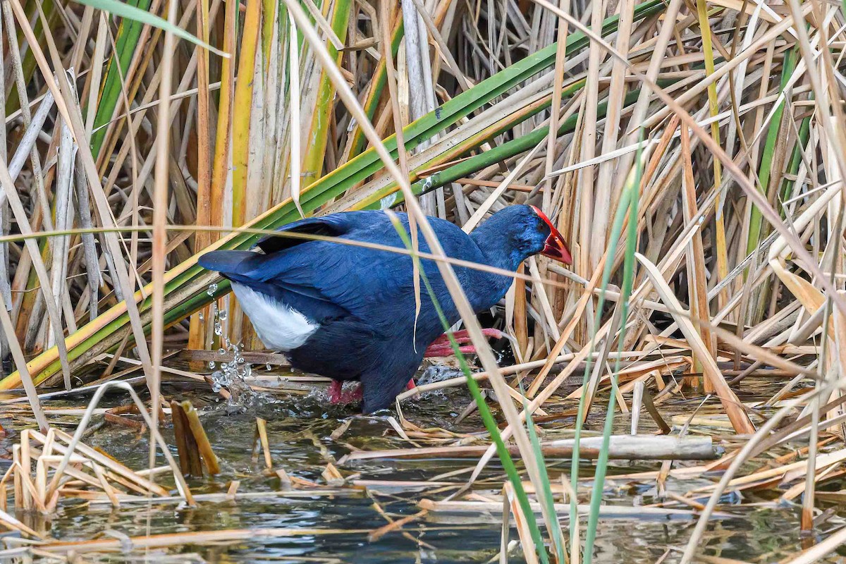 Western Swamphen - ML613139489