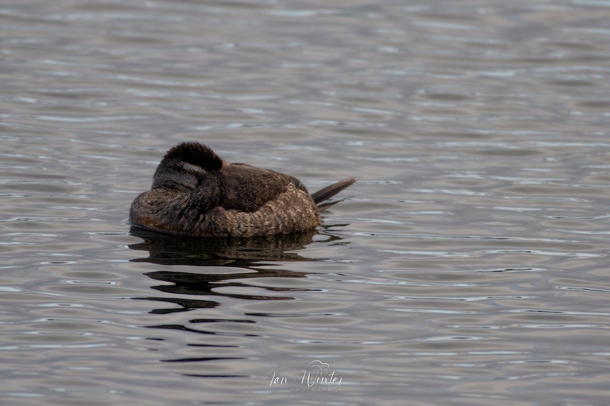 Ruddy Duck - ML613139561