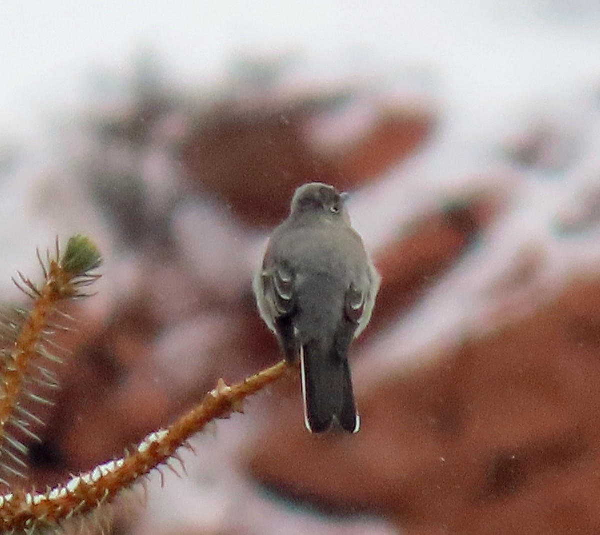 Townsend's Solitaire - ML613139568