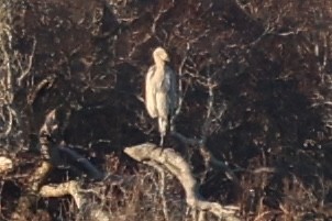 Great Blue Heron - burton balkind