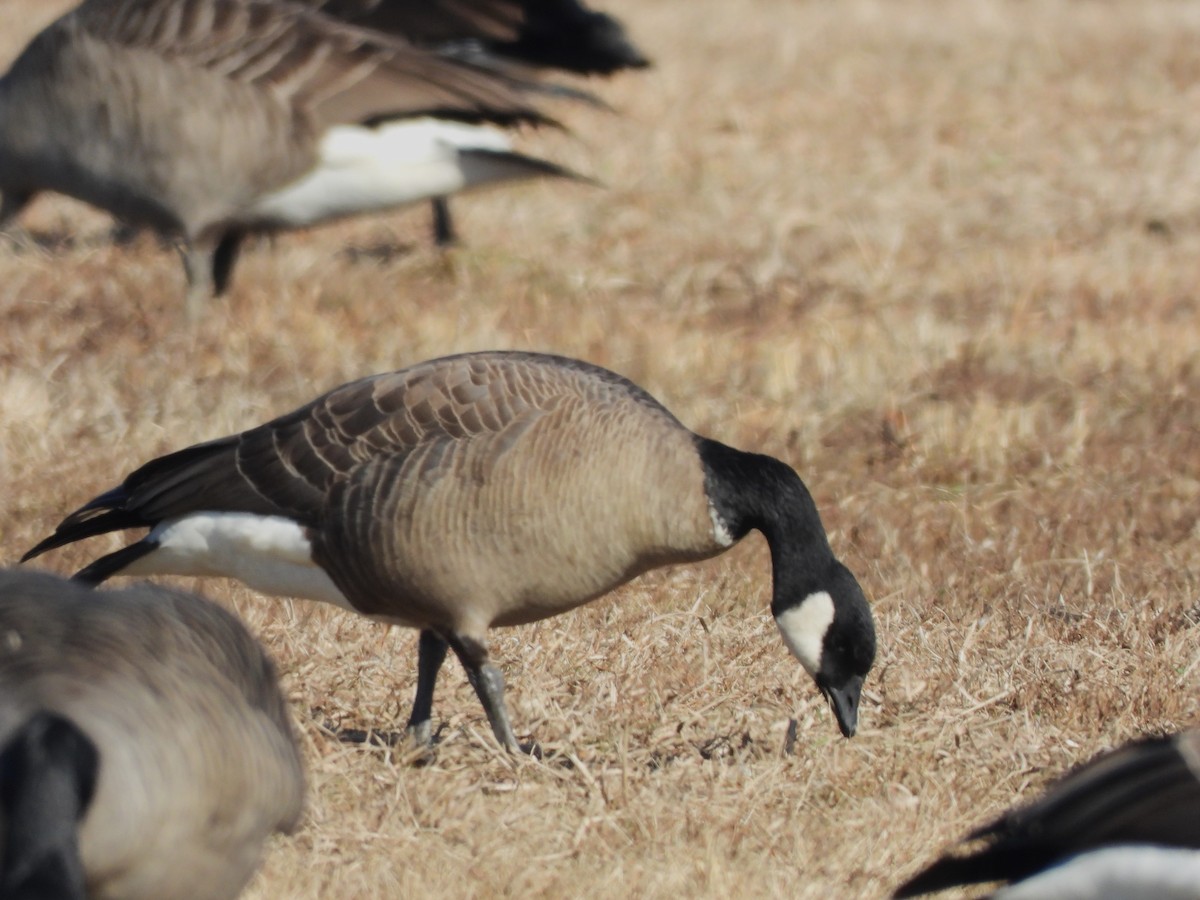 Cackling Goose (Richardson's) - ML613139605