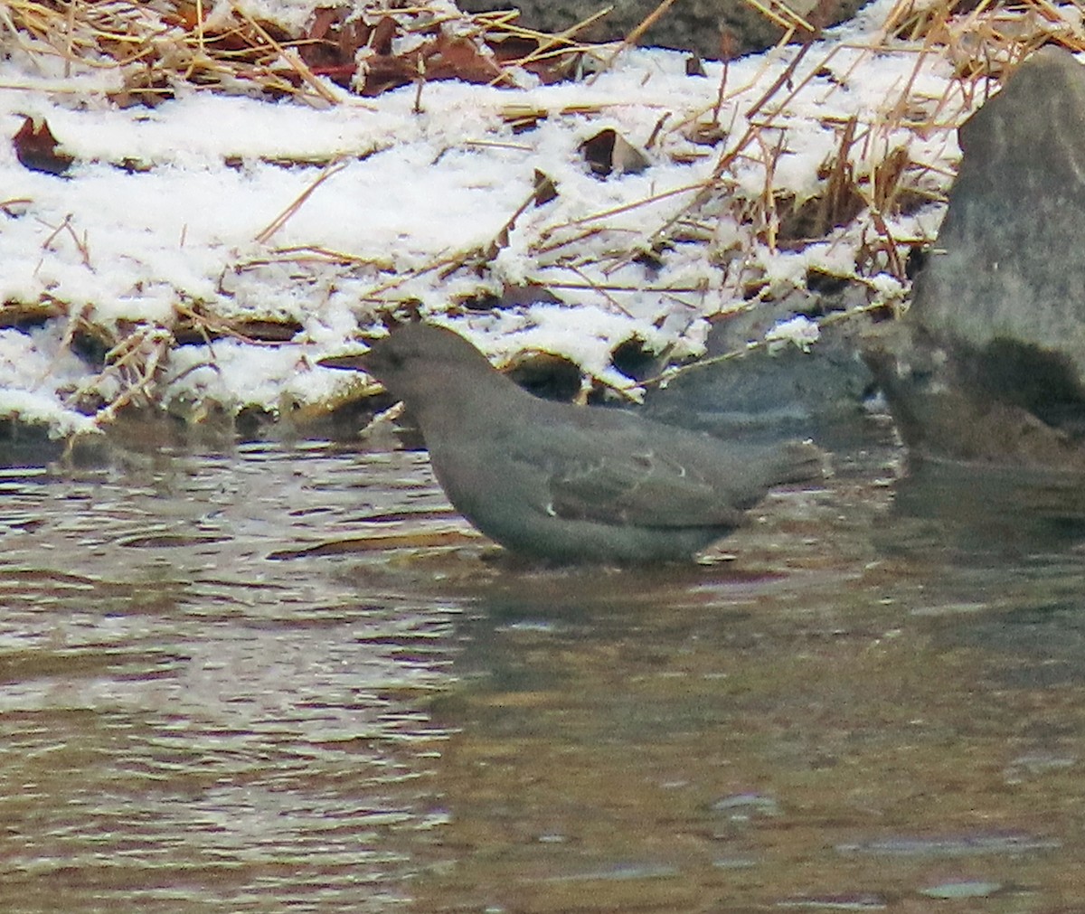 American Dipper - JoAnn Potter Riggle 🦤