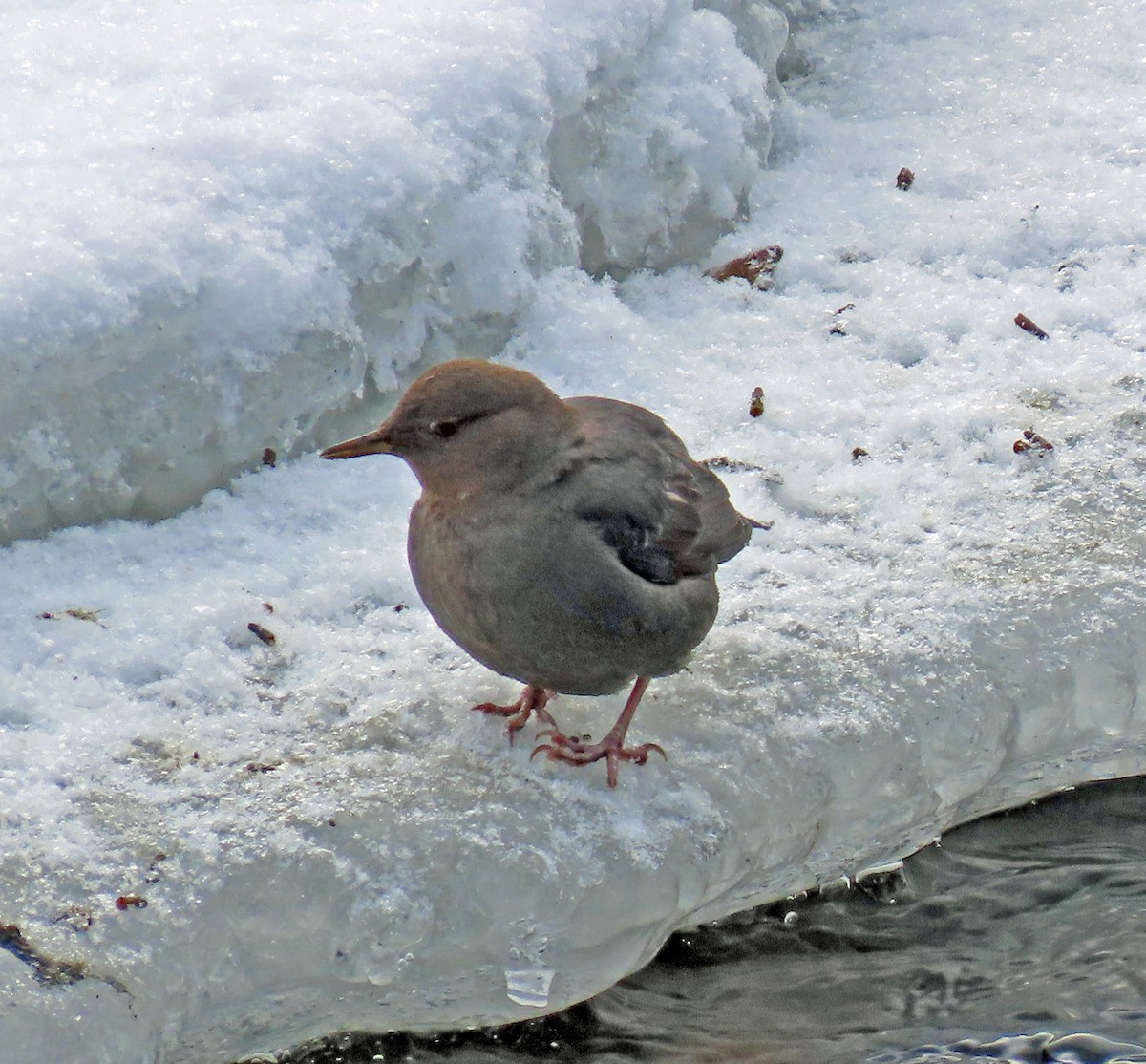 American Dipper - ML613139631