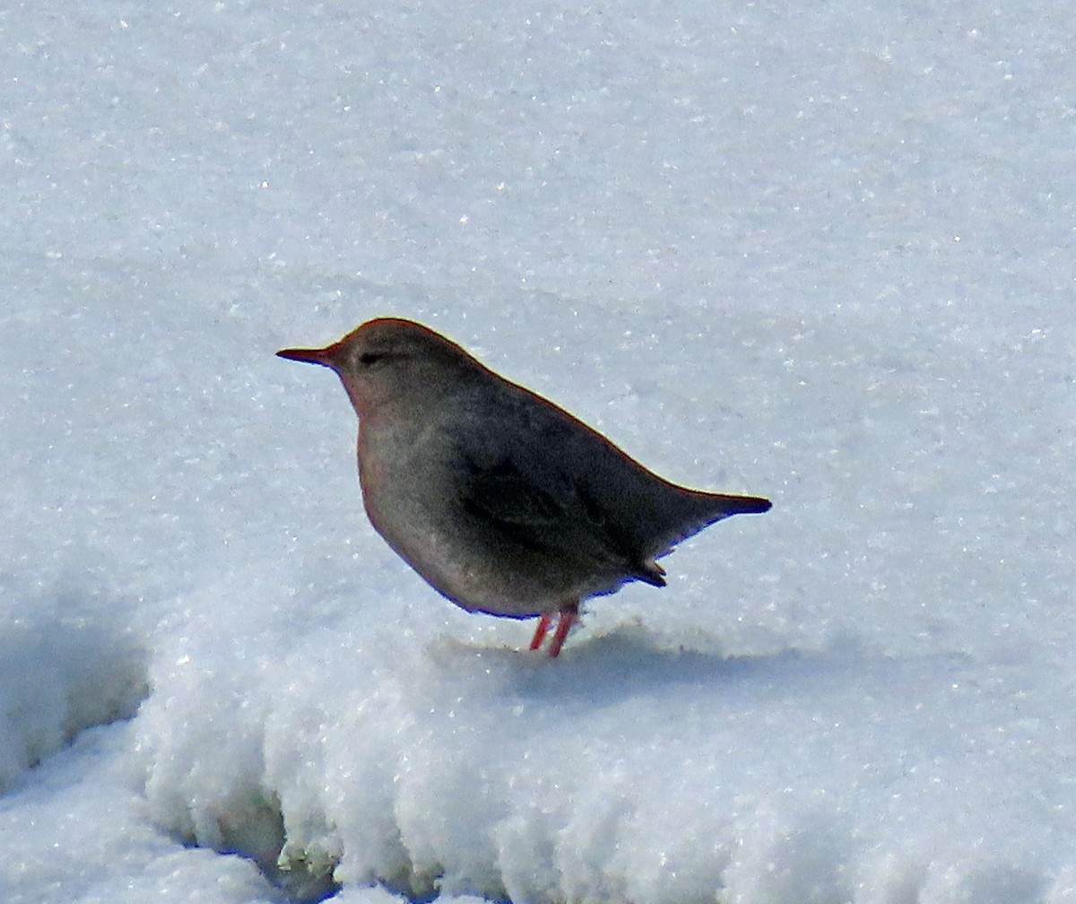 American Dipper - ML613139632