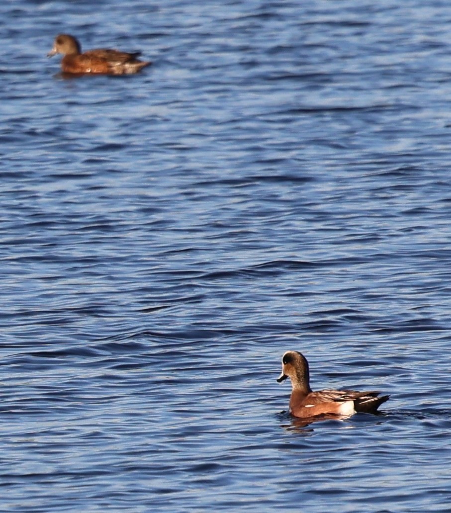 American Wigeon - burton balkind