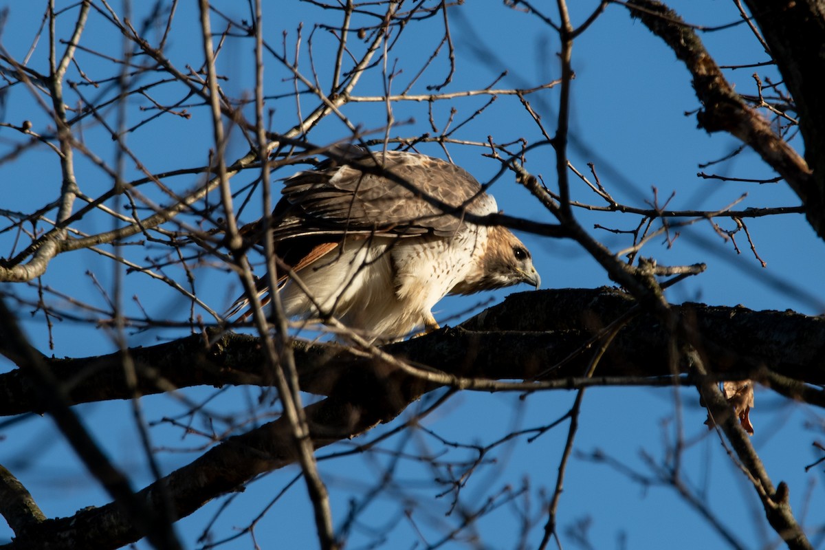 Red-tailed Hawk - ML613139648