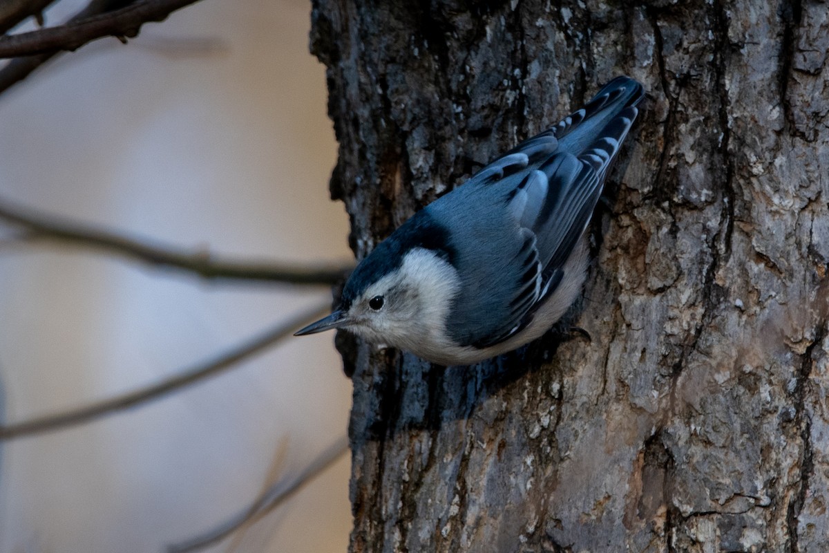 White-breasted Nuthatch - ML613139659