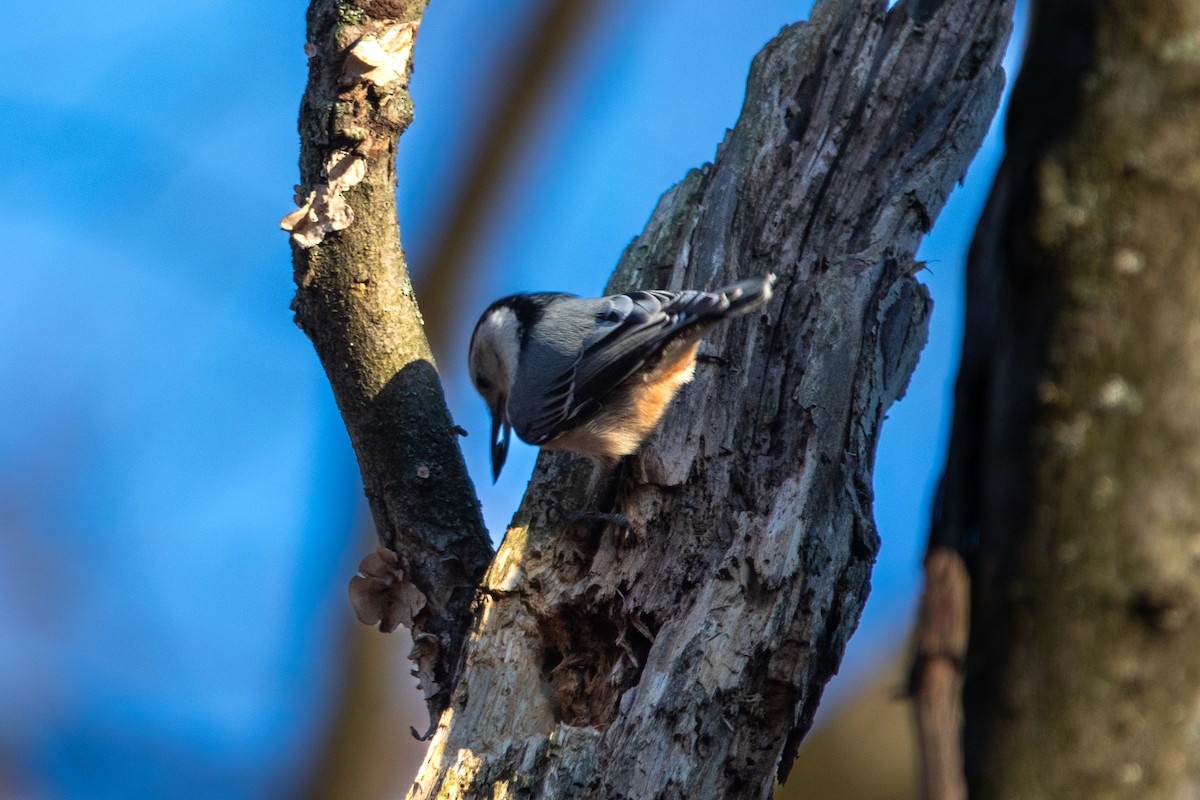 White-breasted Nuthatch - ML613139660