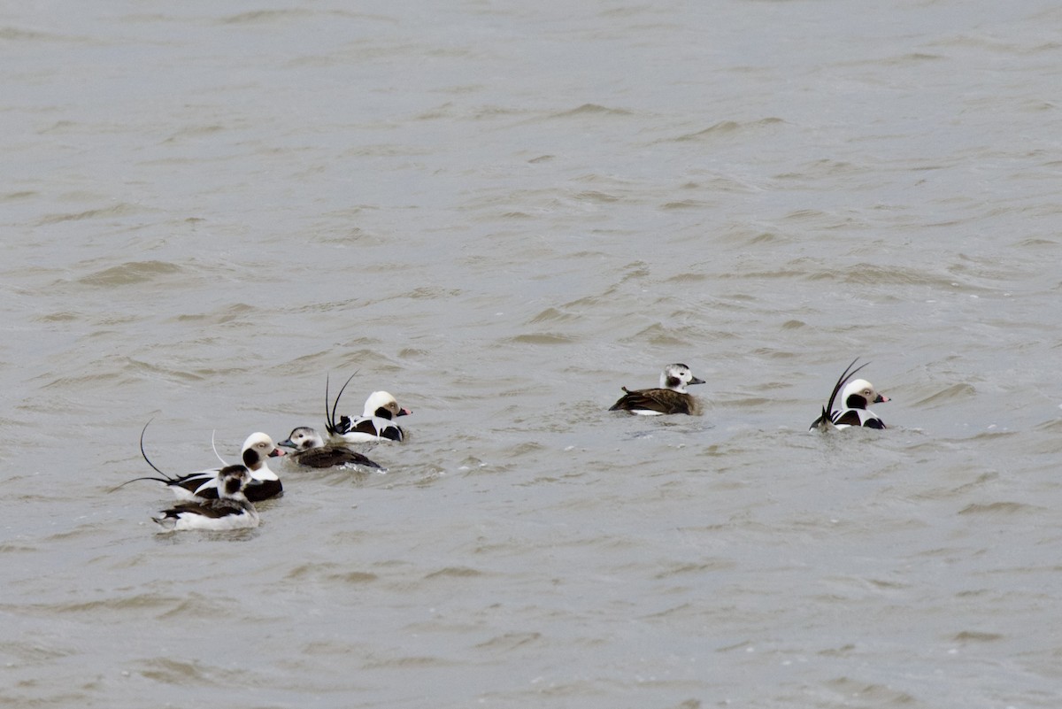 Long-tailed Duck - Celeste Morien