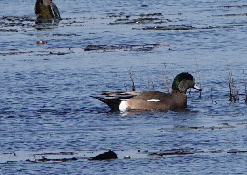 American Wigeon - ML613139732