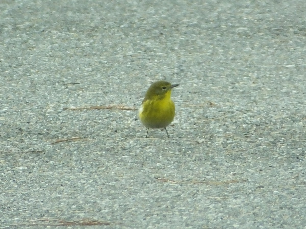 Pine Warbler - ML613139768