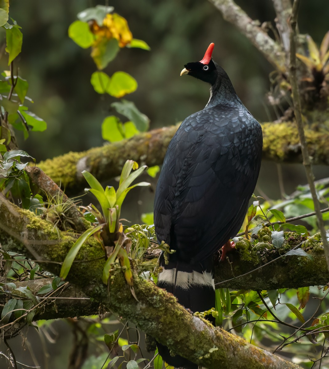 Horned Guan - ML613139875