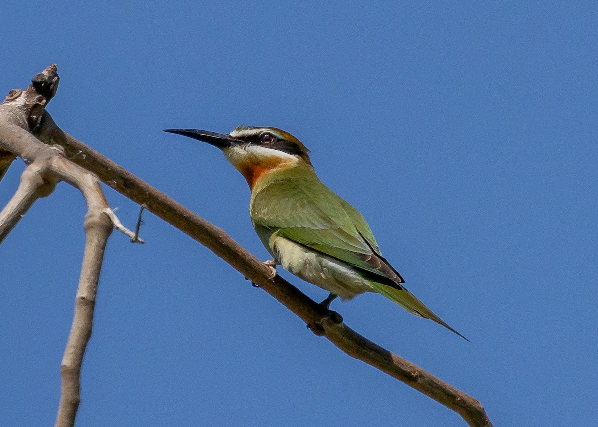 Madagascar Bee-eater - ML613139885
