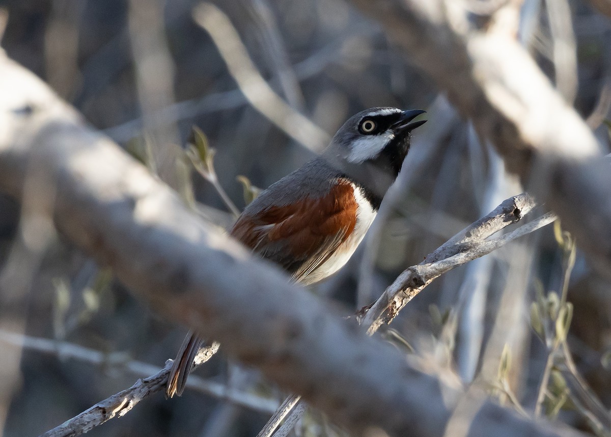 Red-shouldered Vanga - ML613139900