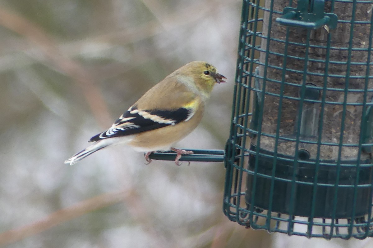 American Goldfinch - Steve Thorpe