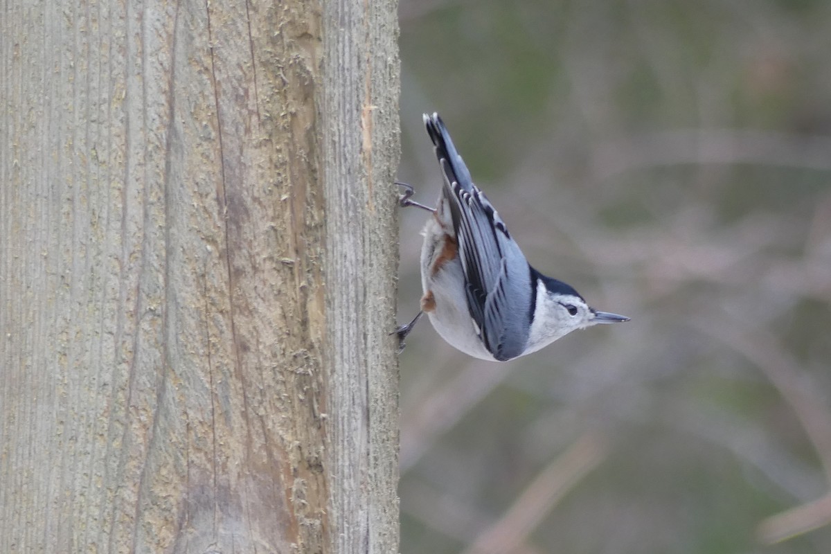 White-breasted Nuthatch - ML613139926