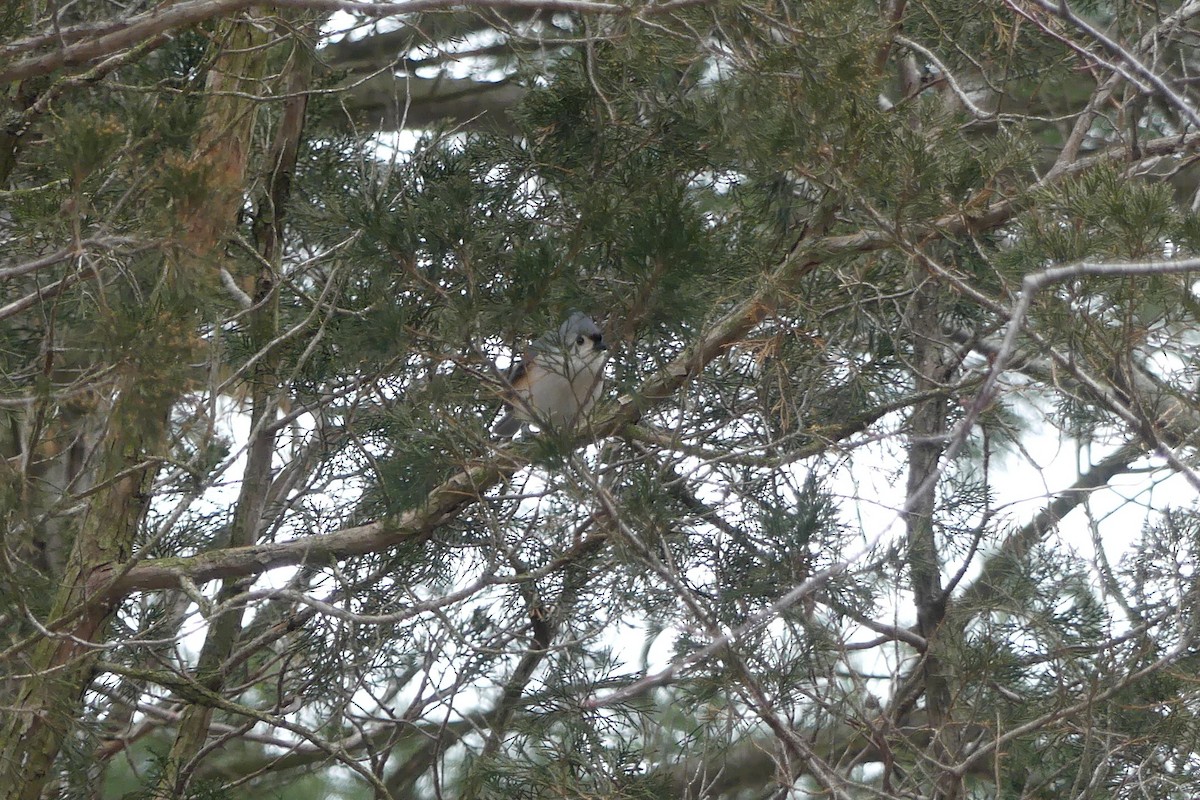 Tufted Titmouse - ML613139960