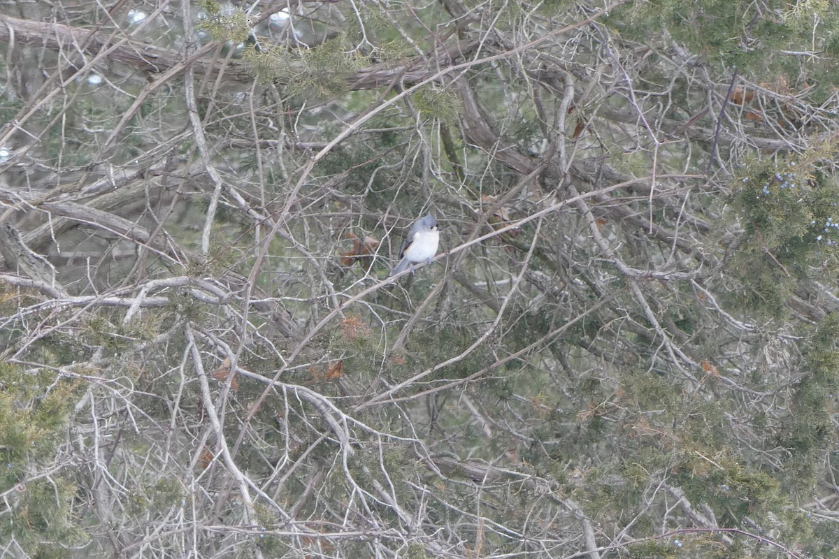 Tufted Titmouse - ML613139975