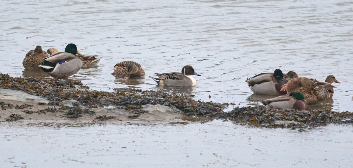 Northern Pintail - ML613139977