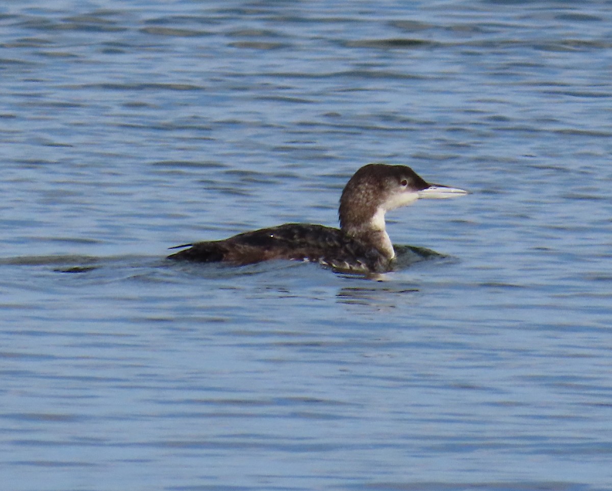 Common Loon - ML613140019