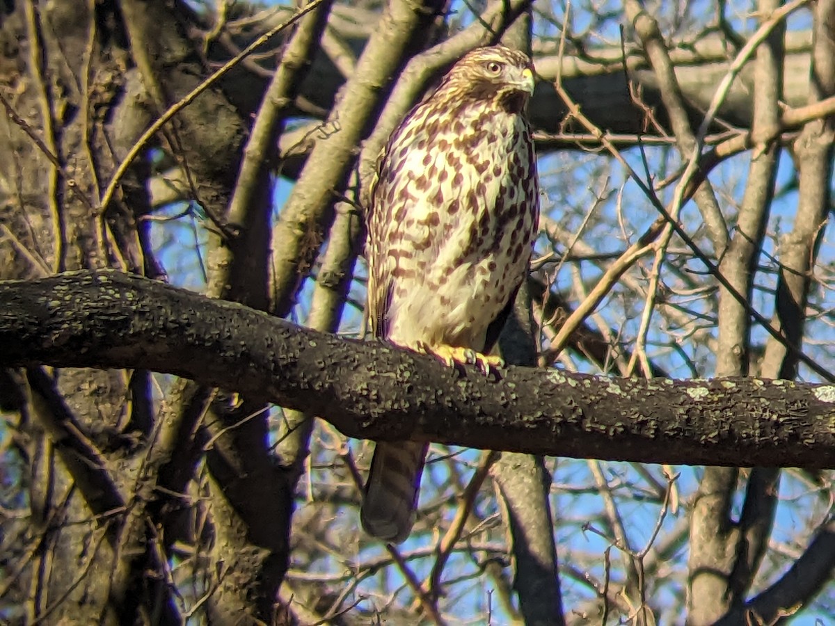 Red-shouldered Hawk - ML613140032