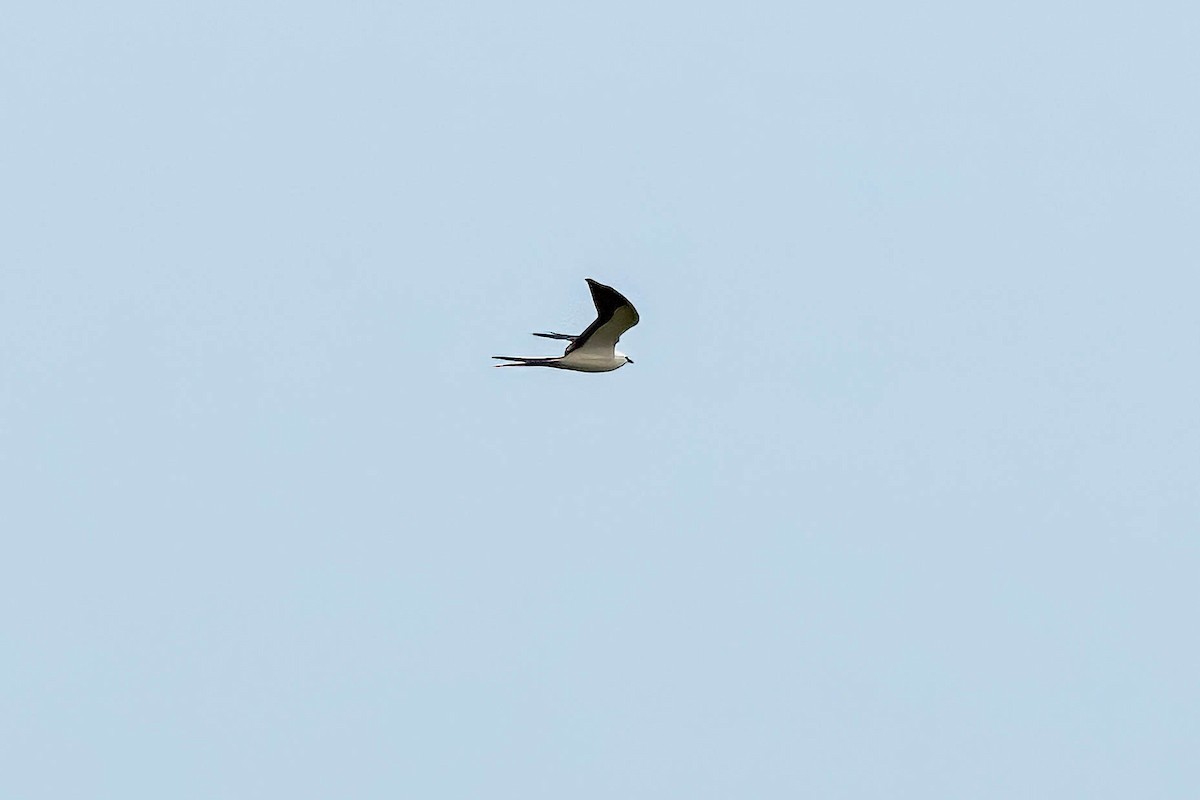 Swallow-tailed Kite - ML613140089