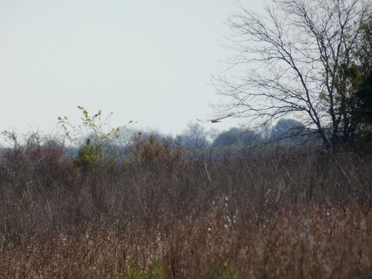 Northern Harrier - Joanne "JoJo" Bradbury