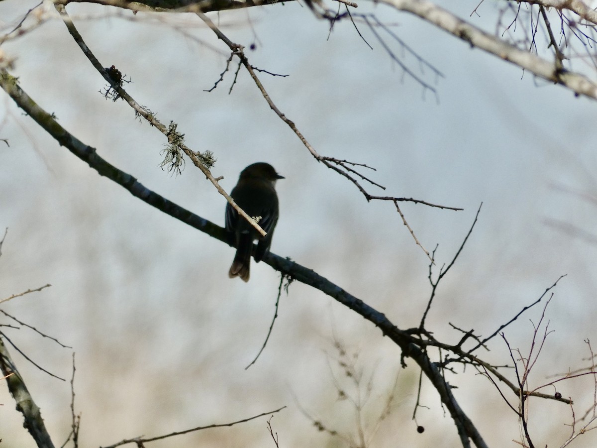 Eastern Phoebe - Joanne "JoJo" Bradbury