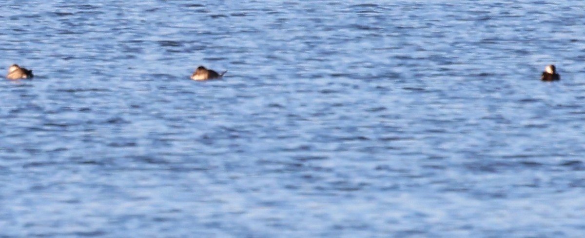 Ruddy Duck - burton balkind