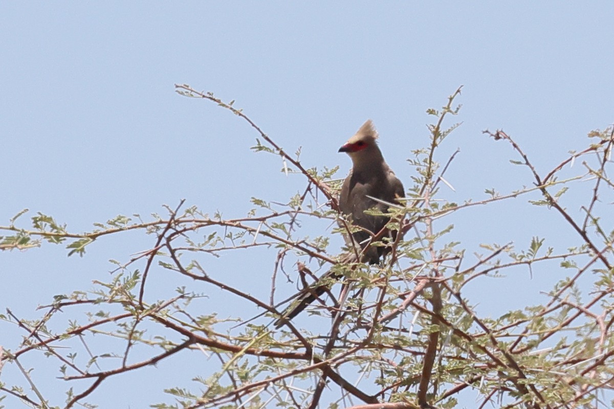 Red-faced Mousebird - ML613140166