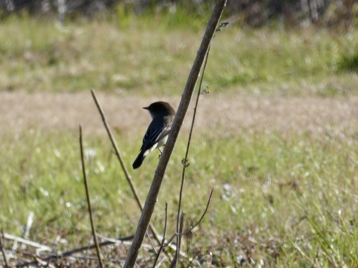 Eastern Phoebe - ML613140175