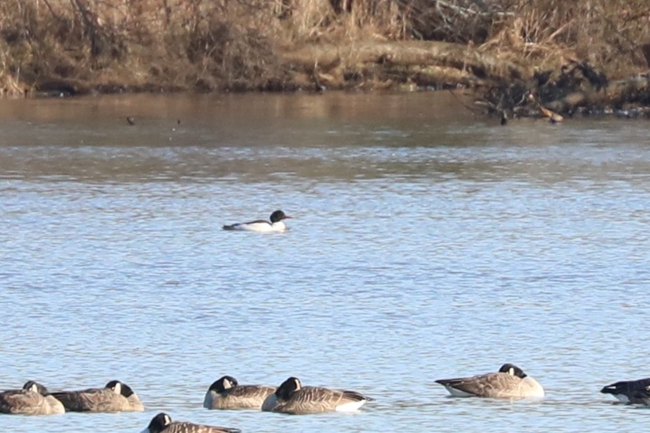 Common Merganser - ML613140232