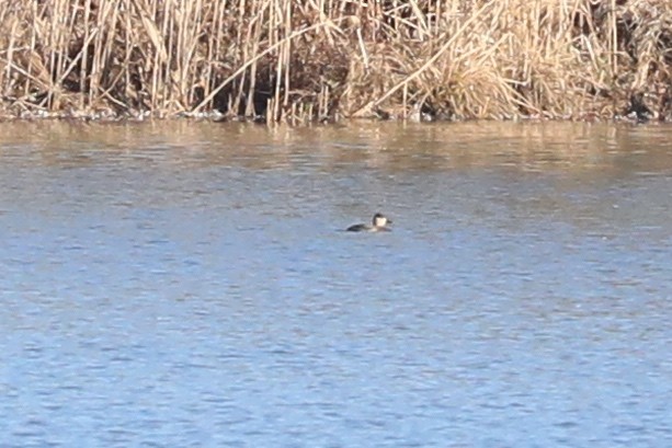 Ruddy Duck - ML613140235