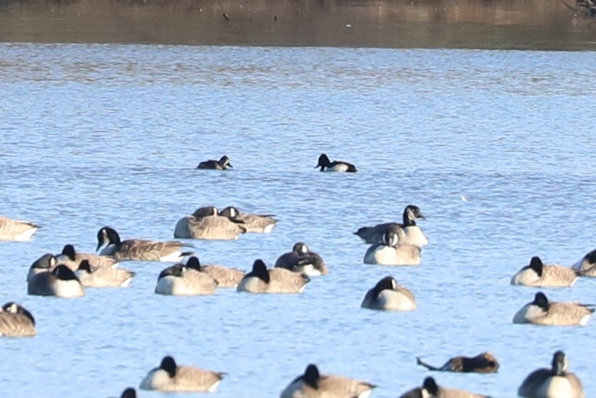 Ring-necked Duck - ML613140240