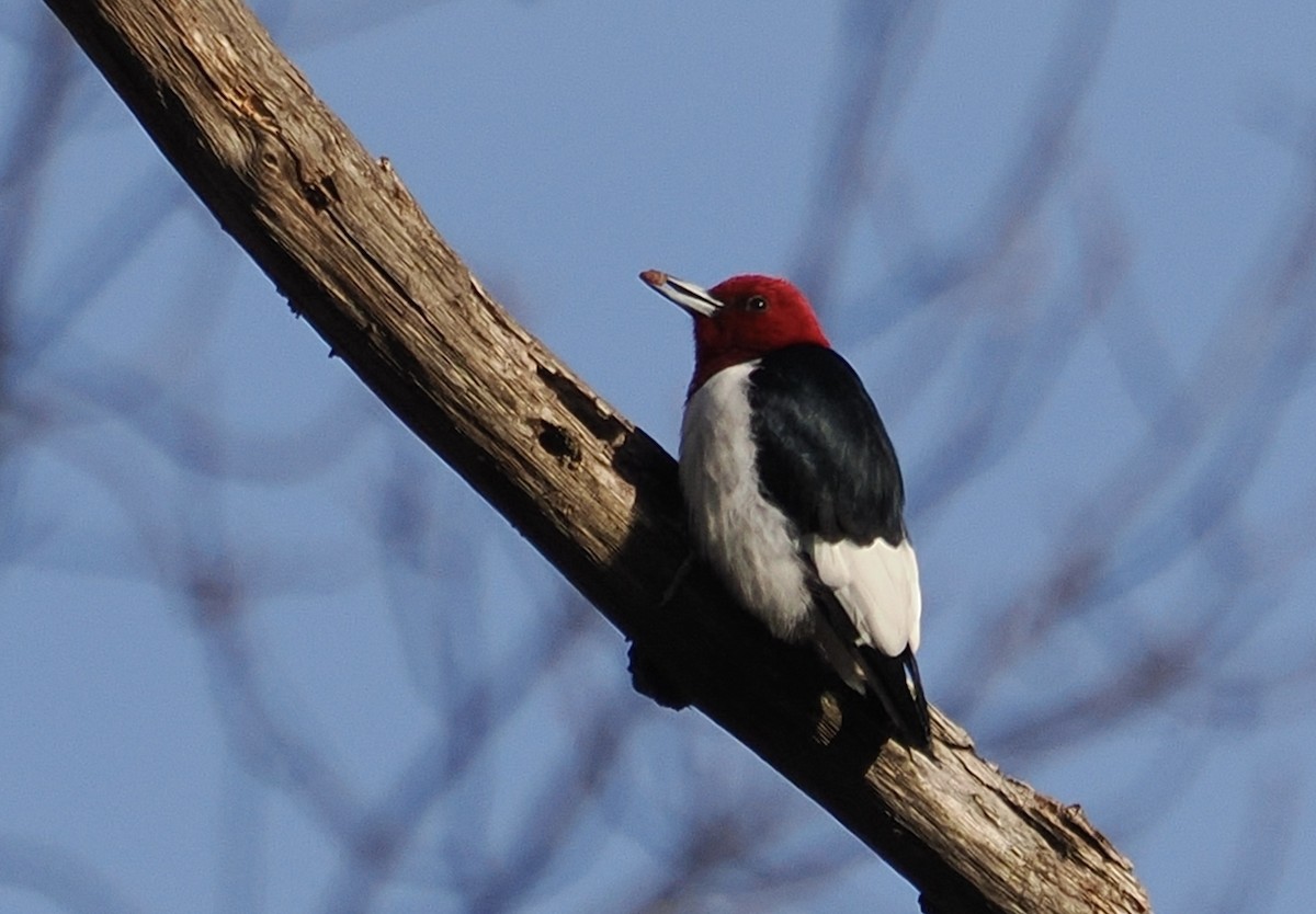 Red-headed Woodpecker - ML613140306