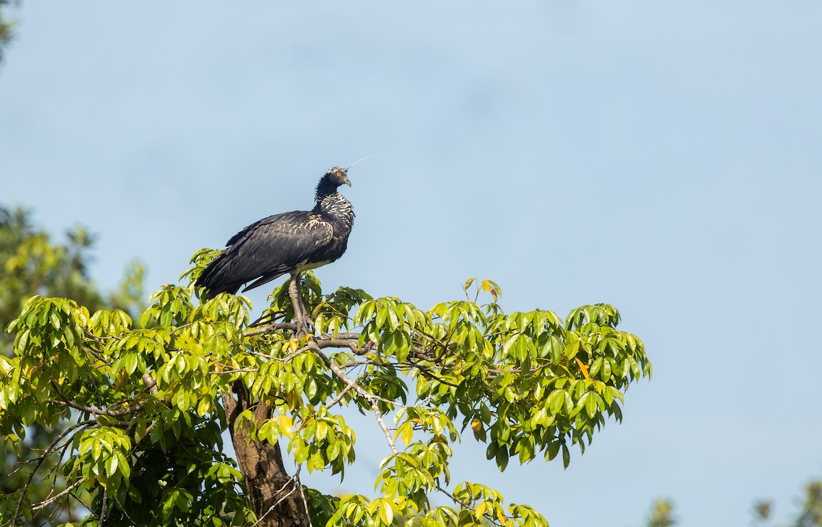 Horned Screamer - Sebastian Poirier