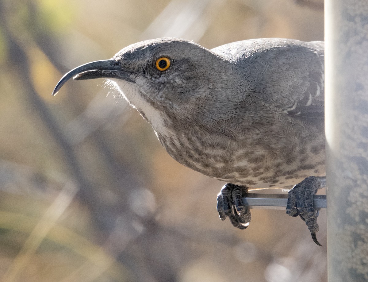 Curve-billed Thrasher (curvirostre Group) - Michael Greer