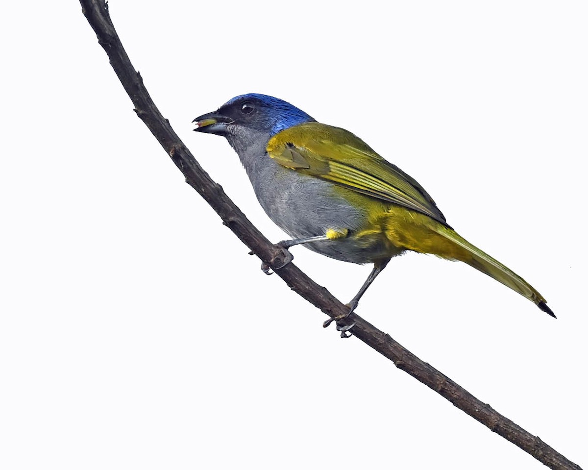 Blue-capped Tanager - ML613140360