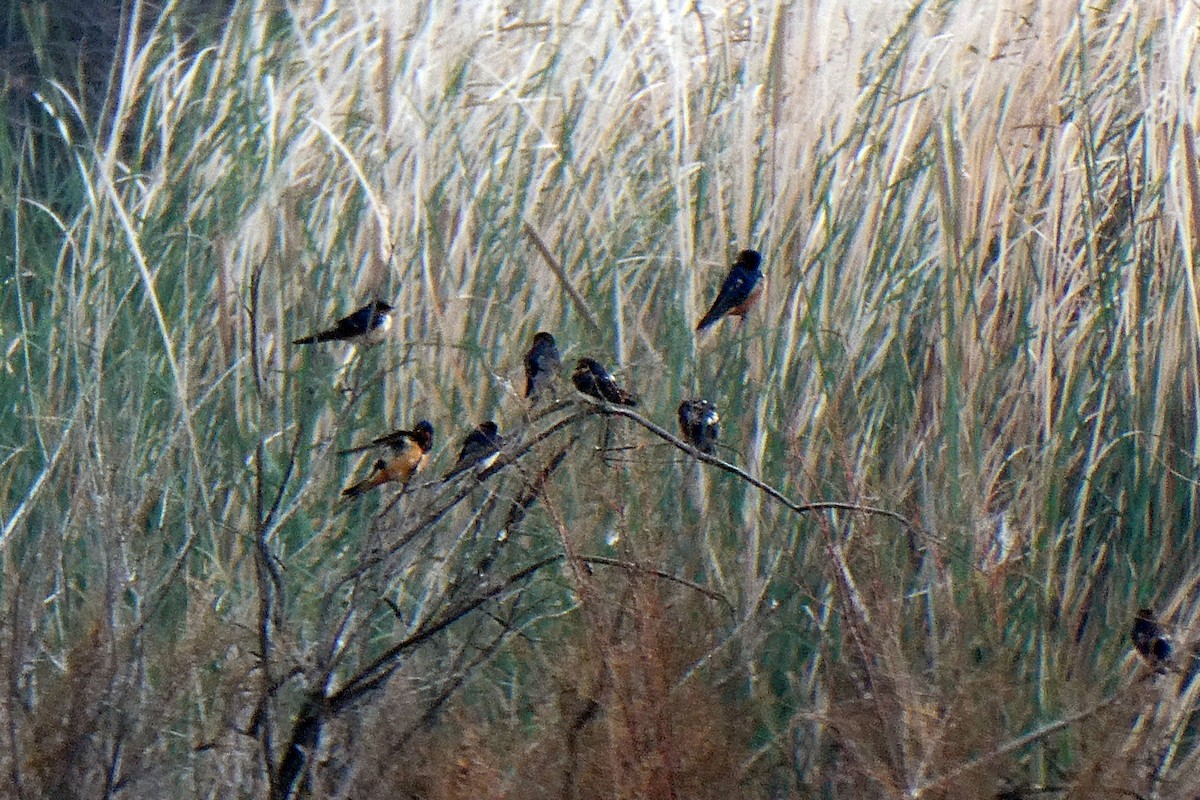 Barn Swallow - ML613140377