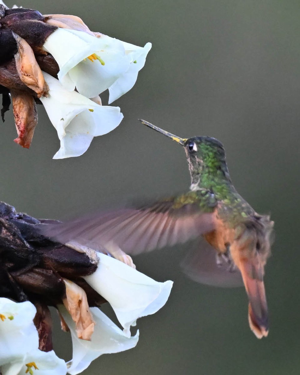 Violet-throated Starfrontlet (Bolivian) - ML613140391