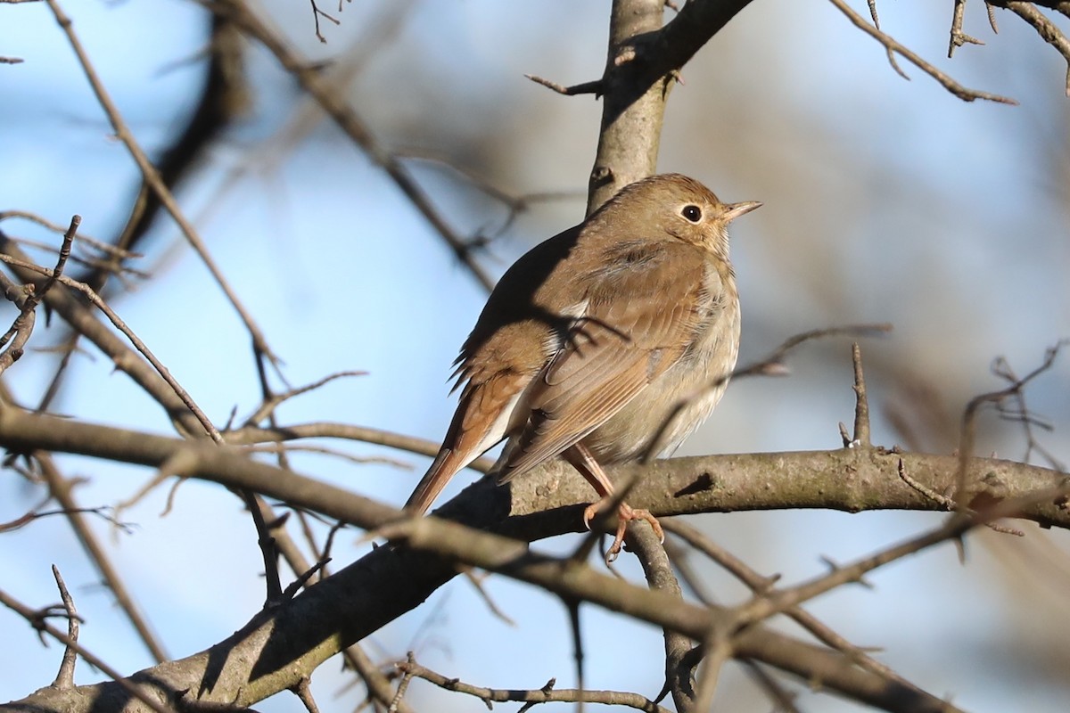 Hermit Thrush - ML613140399