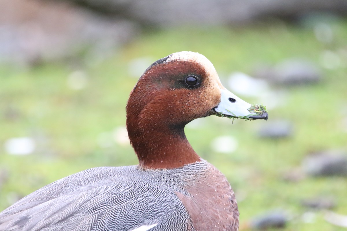 Eurasian Wigeon - ML613140400