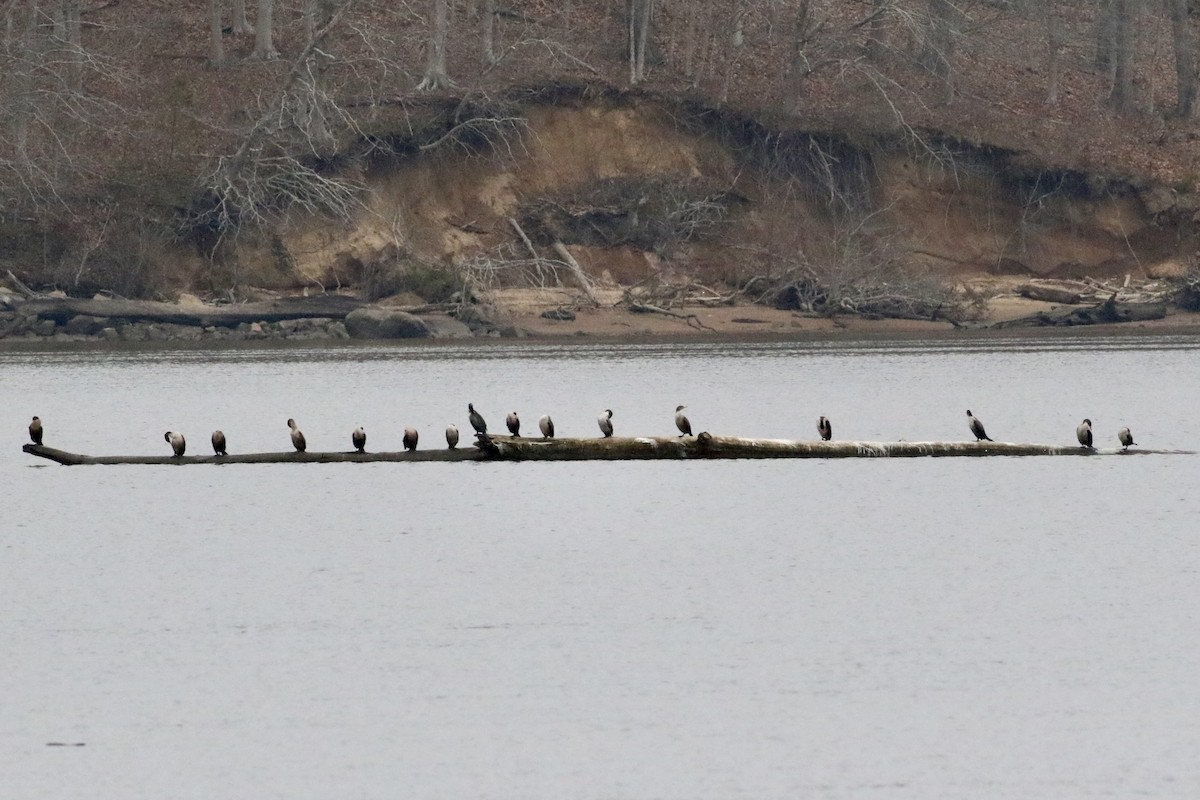 Double-crested Cormorant - ML613140423