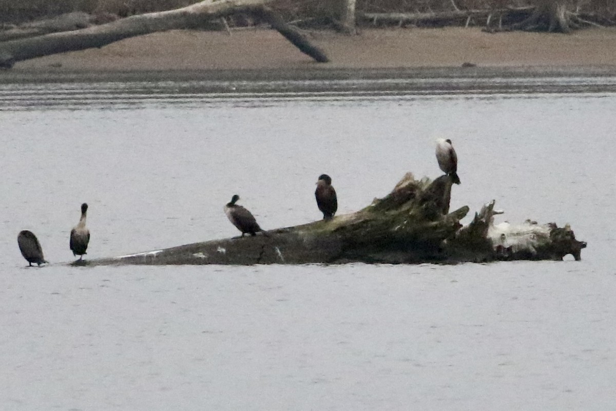 Double-crested Cormorant - ML613140429