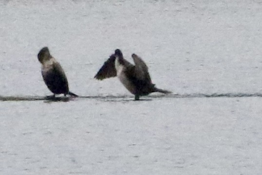 Double-crested Cormorant - ML613140441
