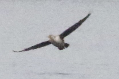 Double-crested Cormorant - ML613140442