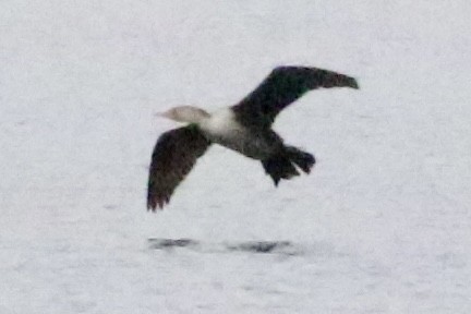 Double-crested Cormorant - ML613140443