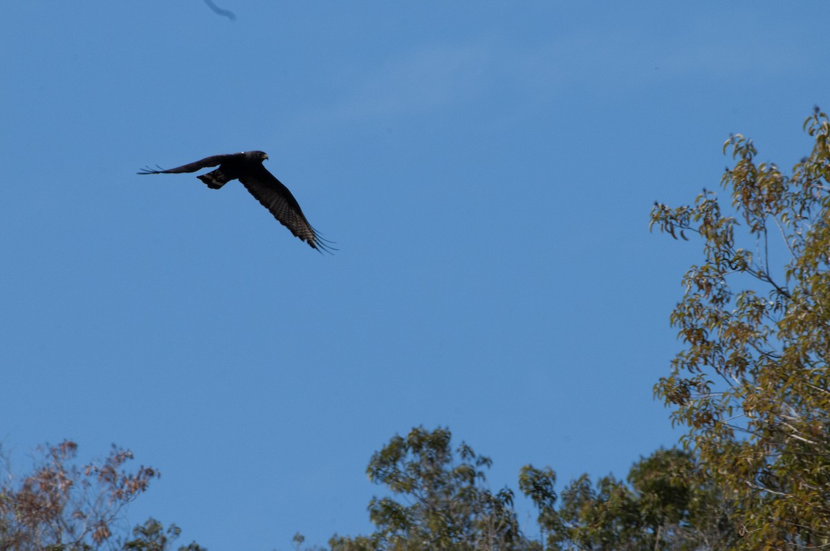 Zone-tailed Hawk - ML613140454